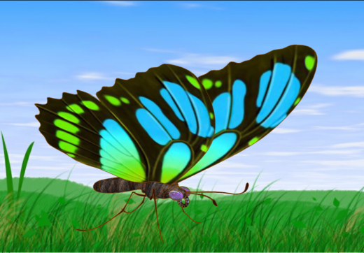 花蝴蝶 - 副本缩略图