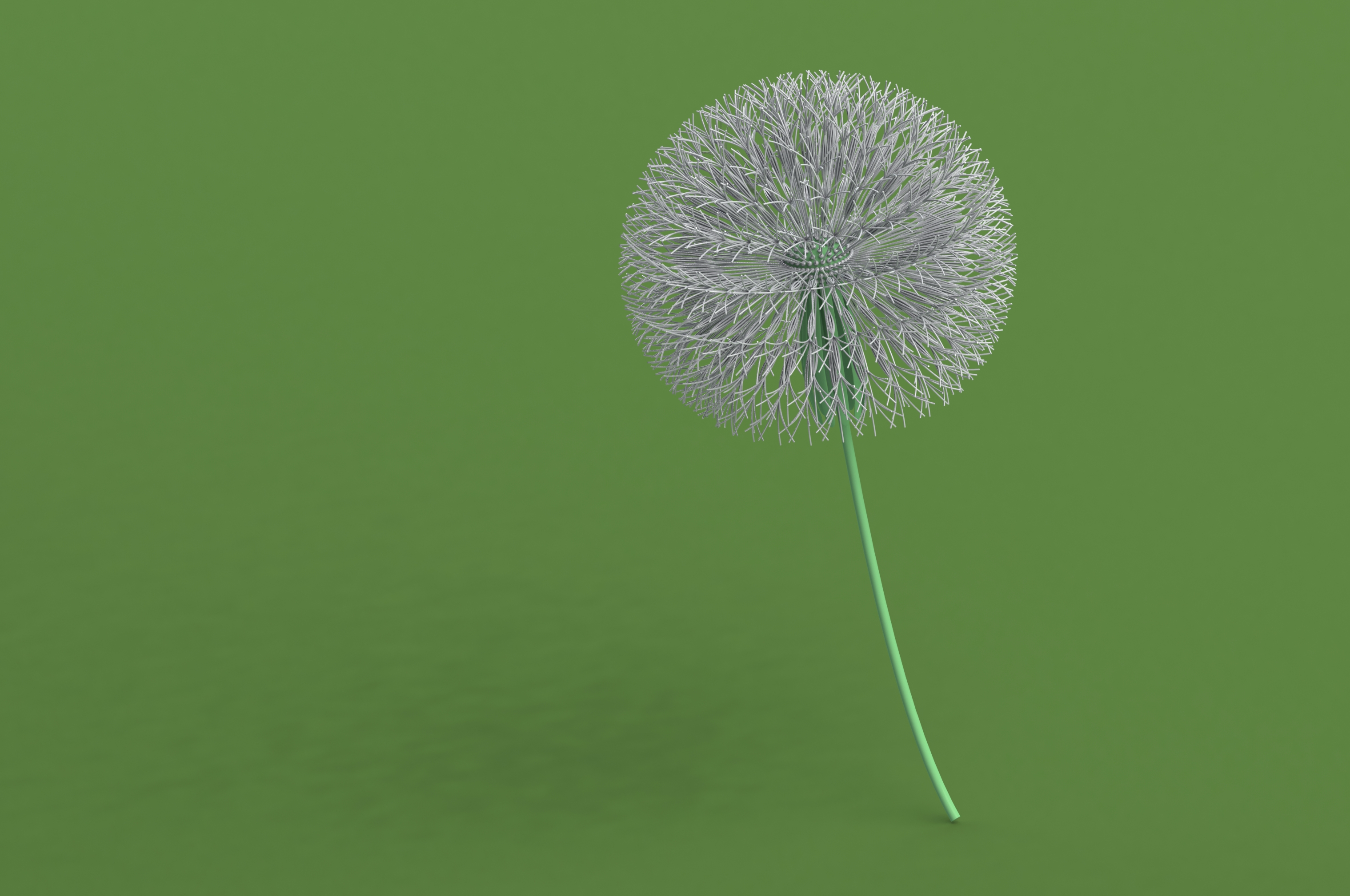 蒲公英