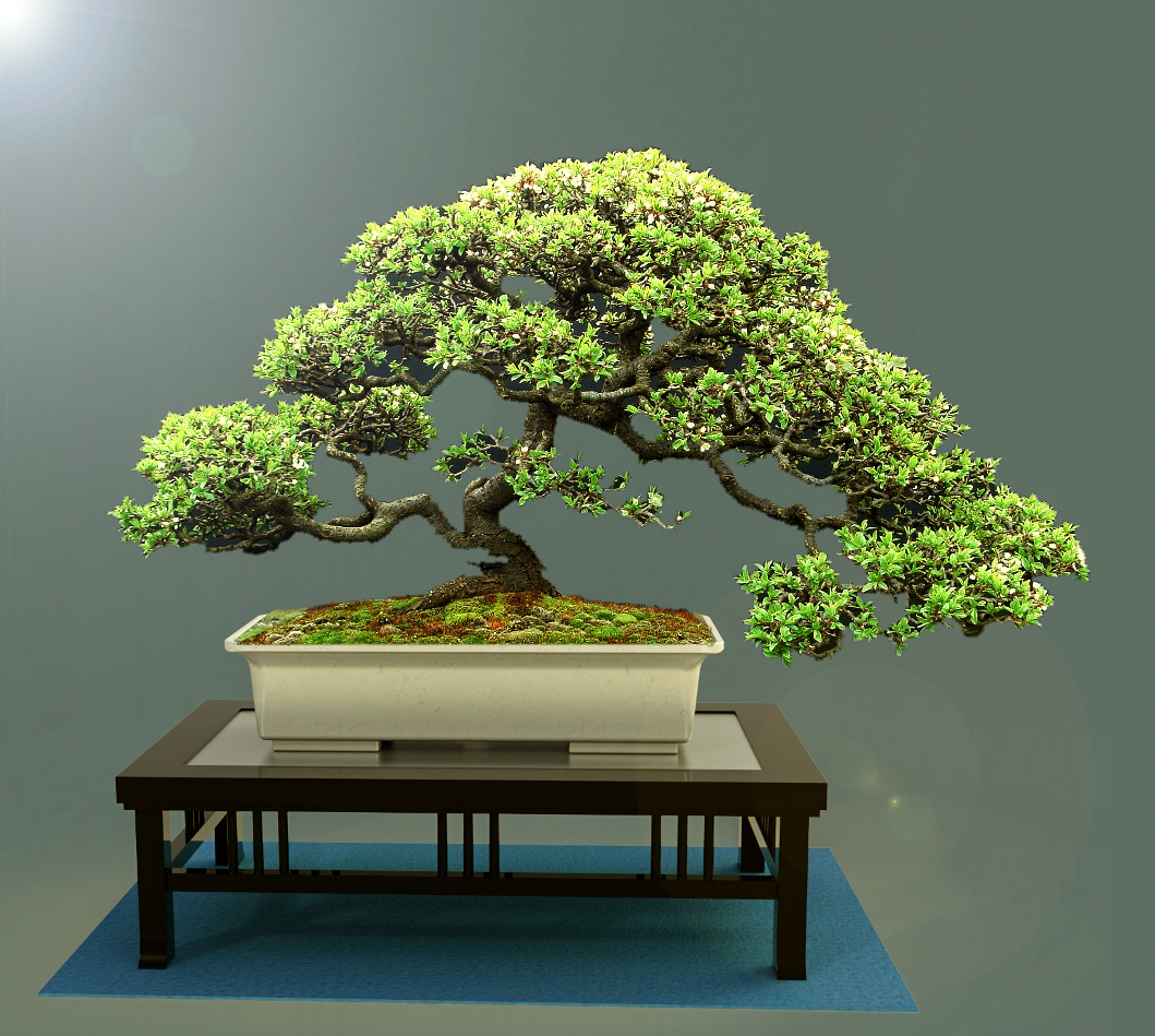 展出的盆景树