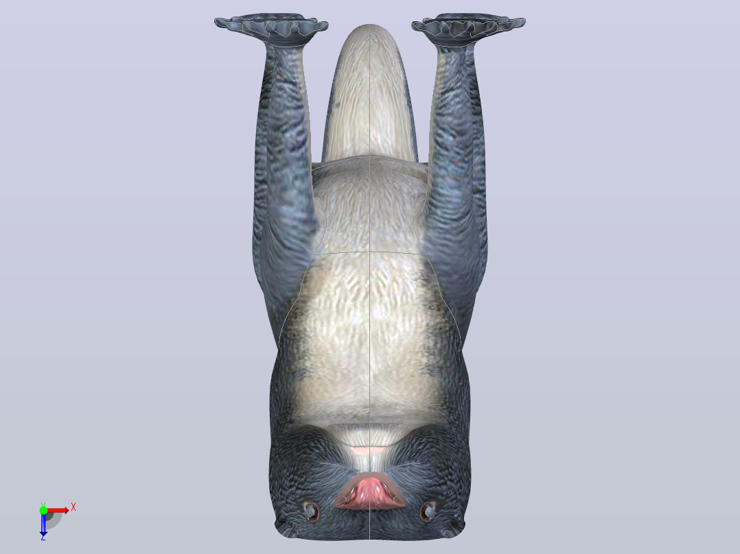 獭俯视图