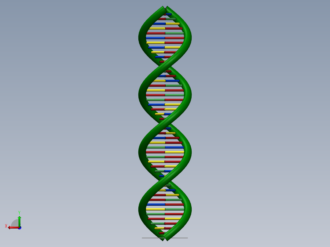 DNA基因染色体7后视图