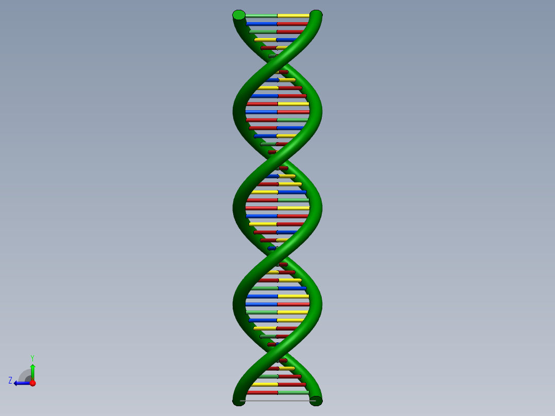 DNA基因染色体7右视图