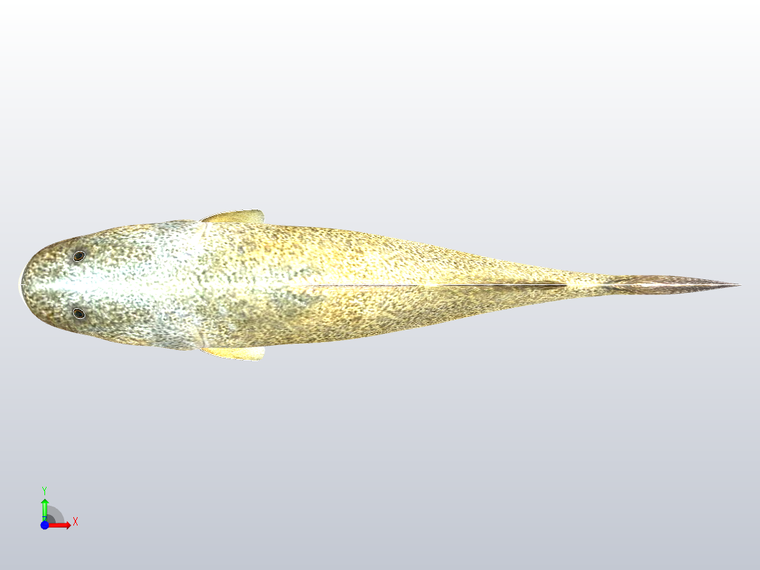 默里鳕鱼前视图