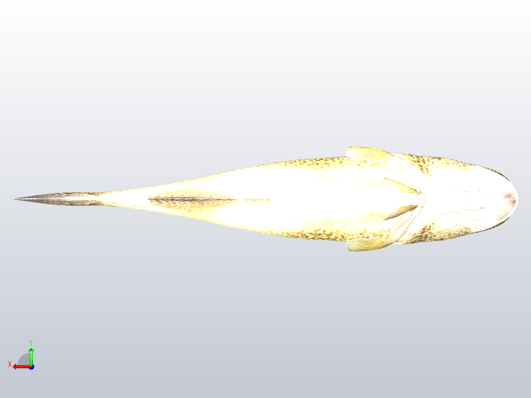 默里鳕鱼后视图