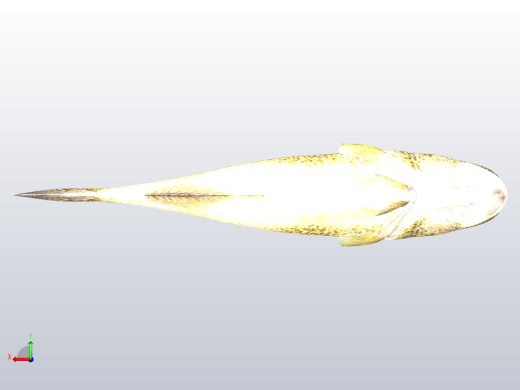 默里鳕鱼后视缩略图