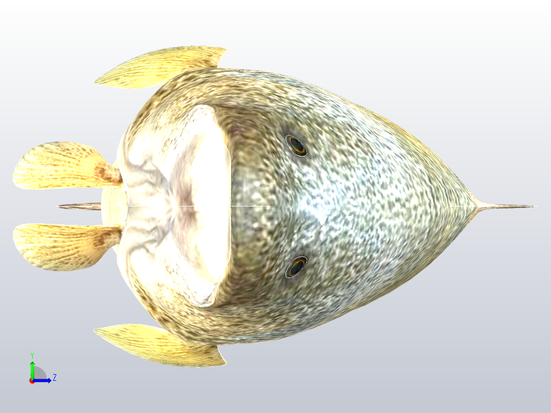 默里鳕鱼左视图