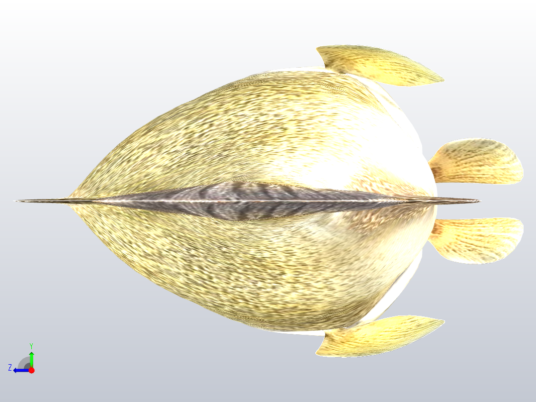 默里鳕鱼右视图