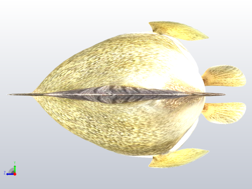 默里鳕鱼右视缩略图