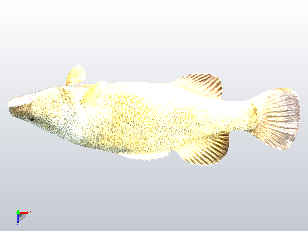 默里鳕鱼俯视图