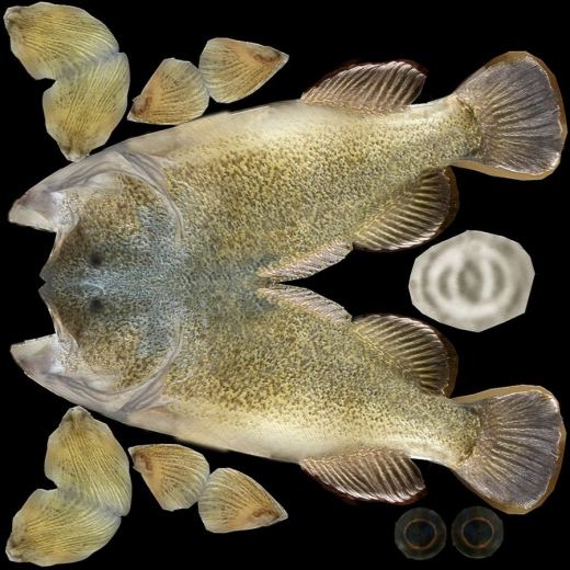 默里鳕鱼缩略图