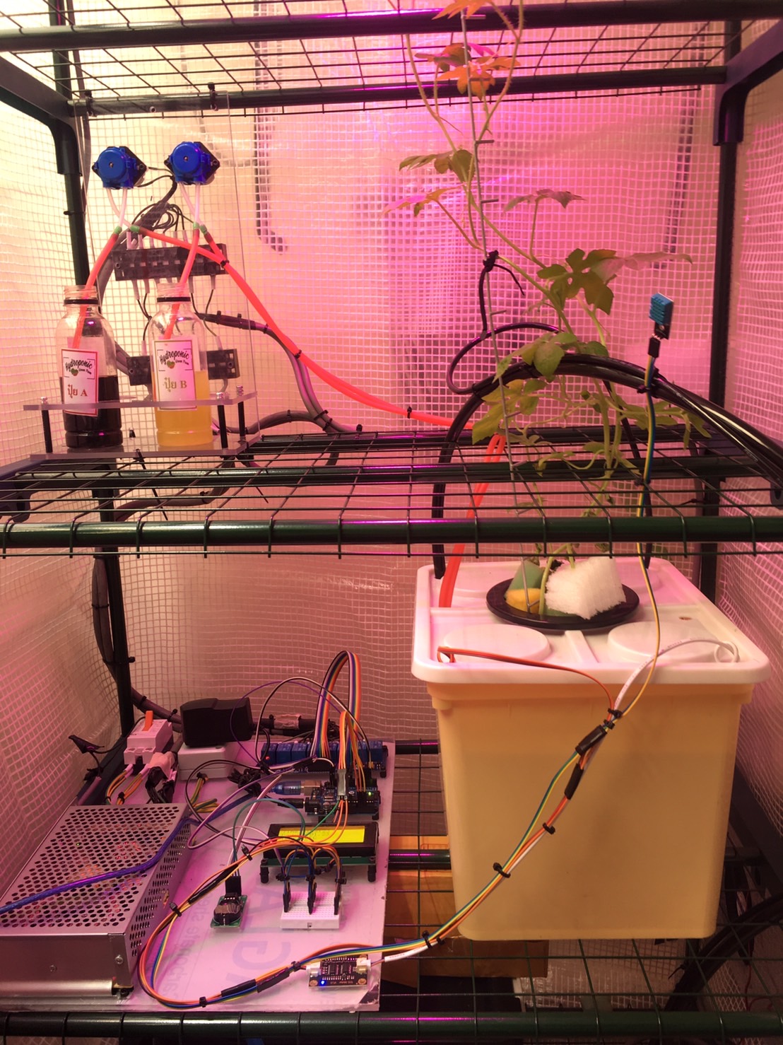 智能迷你温室水培植物