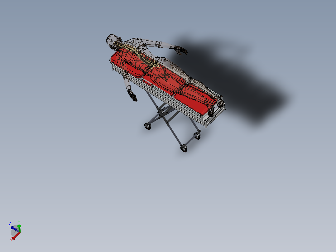 骨骼、人体骨骼(16)主视图