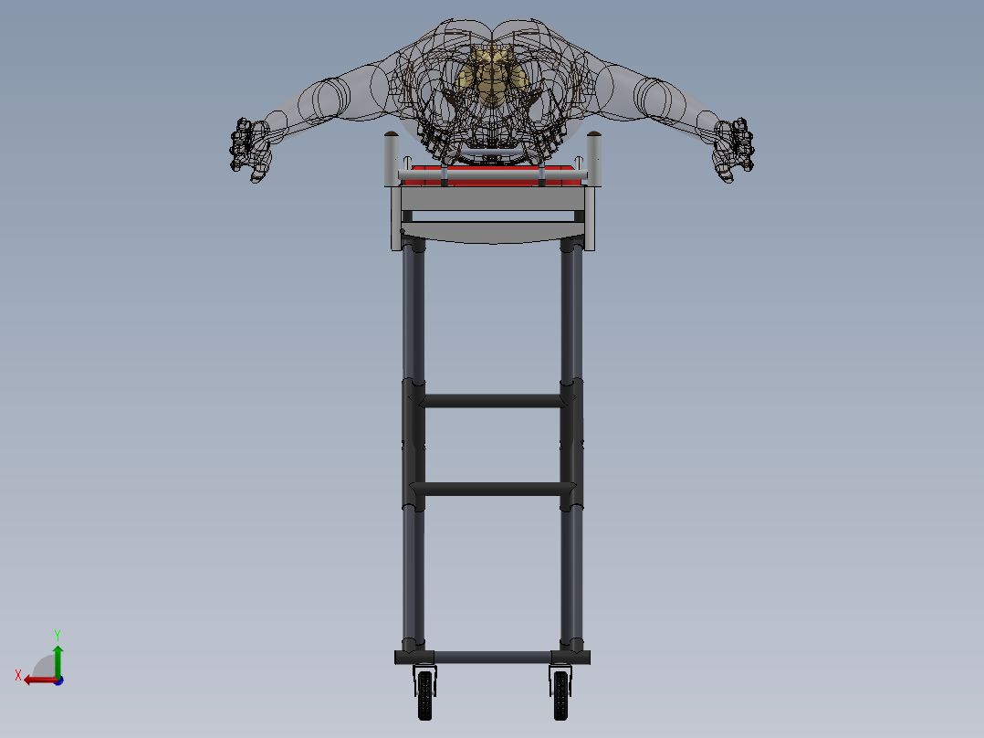 骨骼、人体骨骼(16)后视图