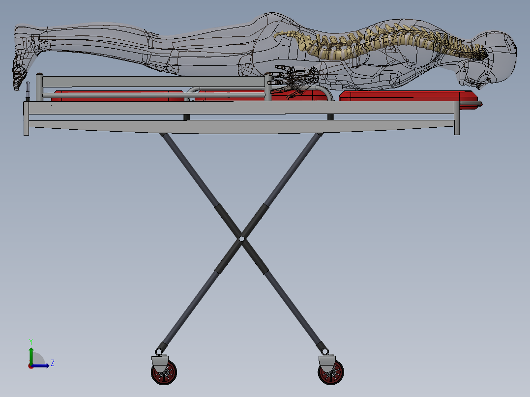 骨骼、人体骨骼(16)左视图