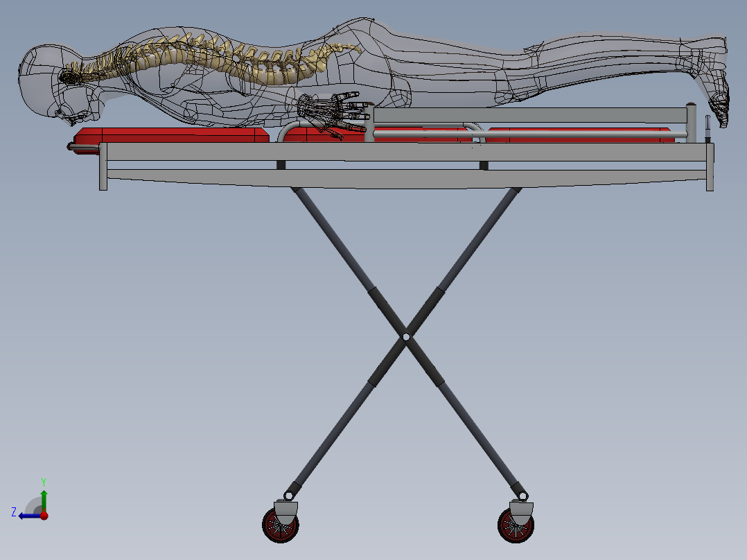 骨骼、人体骨骼(16)右视图
