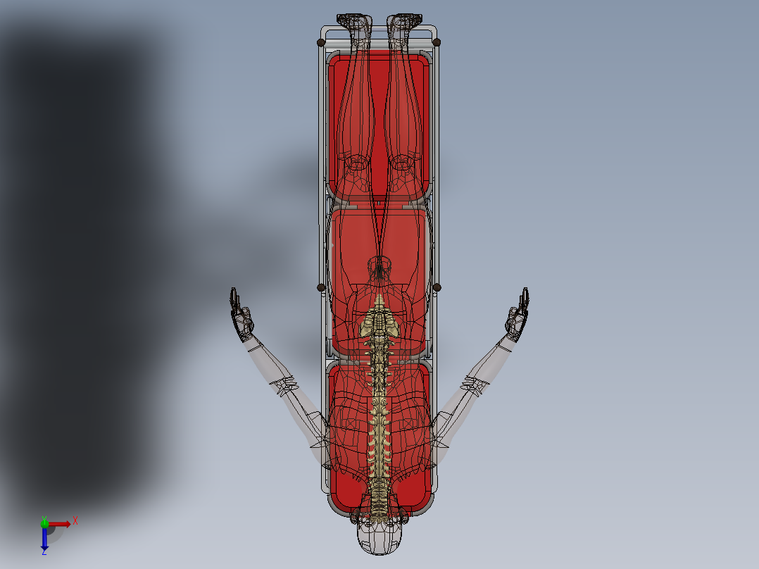 骨骼、人体骨骼(16)俯视图