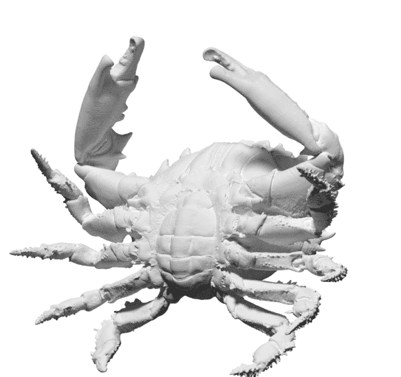 暗指礁蟹