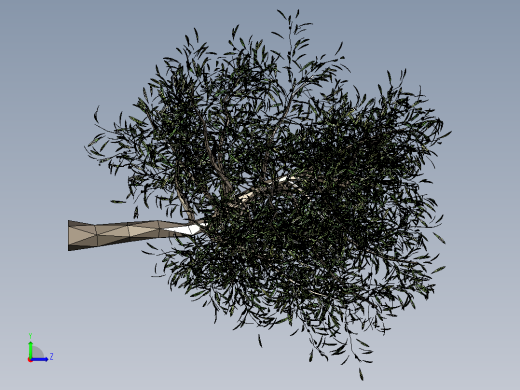 橄榄树左视缩略图