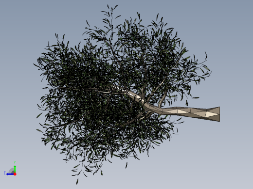 橄榄树右视缩略图